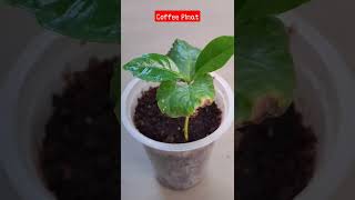 Coffee Plant Growing shorts coffeeplant coffeevariety gardeningshorts [upl. by Ondrea]