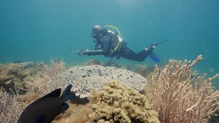 Mission Blue Exmouth Gulf and Ningaloo Coast Hope Spot – Uncharted Waters [upl. by Gwenn]