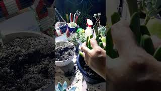 Repotting succulents Succulent plant succulents plants cactus propagation homegarden tips [upl. by Craig]