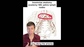 Insomniac anatomy academy 186 pelvic lymph nodes science anatomy lymphaticdrainage sciencefacts [upl. by Noyr]