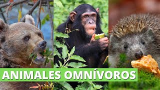 Los ANIMALES OMNÍVOROS cómo son qué comen y MUCHOS EJEMPLOS🦧🐿️🐻 [upl. by Pollux]