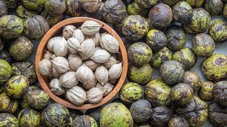 How to Harvest and Process Shagbark Hickory Nuts [upl. by Michigan424]