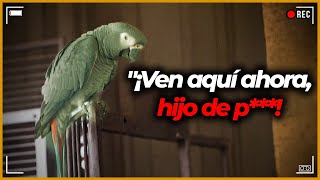 Parrot Se Convierte En El Testigo Clave De Un H0rrible As3sinatomuy cruel  ¡3 casos resueltos [upl. by Ahouh]