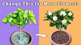 USE THIS To Get MORE Flowers In Gardenia Plant  Gardenia Plant Care [upl. by Hagep]