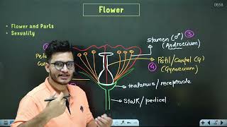 L5 Flower Aestivation amp Placentation  Morphology in Flowering Plants 11th Class Biology ft Vipin [upl. by Necyrb]