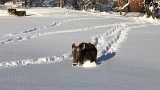 Unsere Kühe kneippen im Schnee [upl. by Mildred]