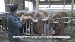 FEUILLETON  La Salers la vache emblématique du Cantal [upl. by Dominick649]