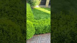 Самшит вічнозелений Buxus sempervirens L Авторськастрижкаgarden topiary beautifulgardens [upl. by Hallett139]