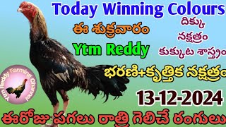 13 December 2024 Today Winning ColoursYtm Reddy Farming Channel [upl. by Zamir]