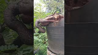 Tamarindus indica asem jawa cascade bonsai style [upl. by Arayk]