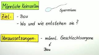 MÄNNLICHE KEIMZELLEN  Biologie  Biologie des Menschen Mittelstufe [upl. by Sadnak]