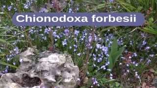 Chionodoxa forbesii [upl. by Tillion]