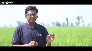 Syngenta Pakistan  Rice Blast  Rice Bown leaf Spots Identification [upl. by Lowry]