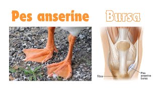 Anserine bursa pes anserinus insertion of guy ropes gooses foot anatomy [upl. by Adnamor]