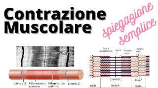 Contrazione muscolare actina miosina biochimica [upl. by Arlie]