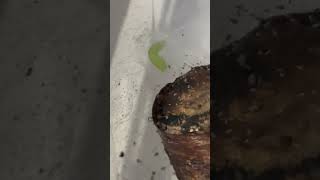 My inchworm has made some progress pets caterpillars viral fyp inchworm metamorphosis [upl. by Hanae502]