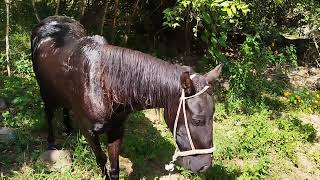 Quiero que conoscan bien a este Caballo Criollo Negro Retinto de 4 Años de edad llamado El Cambujo [upl. by Akineg]