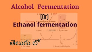 Alcohol fermentation class in telugu Ethanol fermentation class in telugu [upl. by Anirtal]