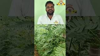 Agathi Sesbania grandiflora  Good Green Fodder to Animals animals pets tree feed shorts [upl. by Debarath]