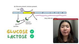 Regulation of the lac operon in bacteria [upl. by Hachman]