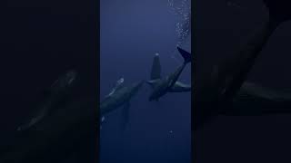 Marine Mystery Dive Deep Sperm Whale🐋🔍🐬🤿🌊shorts youtubeshorts shortsfeed shortvideo viralvideo [upl. by Conger]