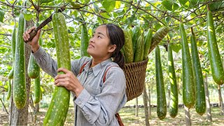 Hard Works Reward Poor Girl Harvesting Gourd Garden Goes to the Market Sell  Highland Bushcraft [upl. by Beebe]