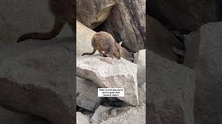 SPOTTED Koalas on Australia’s Magnetic Island [upl. by Malloch]