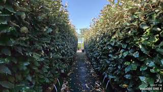 Oleaster ReadyHedge Readybags  140160cm tall hedging [upl. by Lazos]