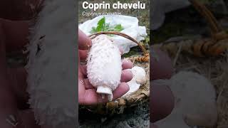 Coprin chevelu Coprinus comatus [upl. by Willem]