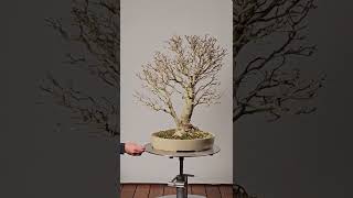 Fraxinus ornus Manna Ash bonsai in autumn without foliage marosbonsai [upl. by Notelrahc]