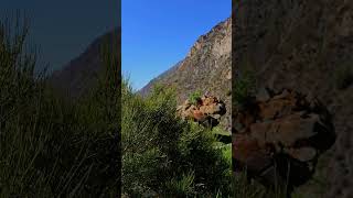 large mountain in font of green grass hill with Ephedra bush at windy sunny summer day [upl. by Anedal174]