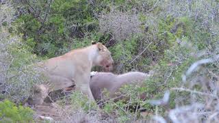 Lions eat Waterbuck ALIVE [upl. by Allina814]