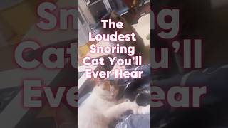 The Loudest Snoring Cat You’ll Ever Hear 😹😺 cat funnypetsmoments funny ytshorts viralshorts [upl. by Johannes]