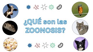 ¿Qué son las zoonosis [upl. by Norehc683]