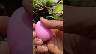 Finding egg and snail snail snails egg eggs [upl. by Market]