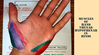 Muscles of hand  Thenar  Hypothenar  med tutorials [upl. by Astto]