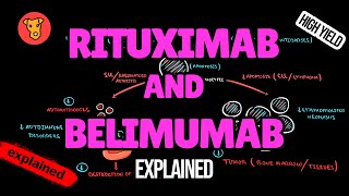 RITUXIMAB and BELIMUMAB Mechanism of action [upl. by Adnamma]