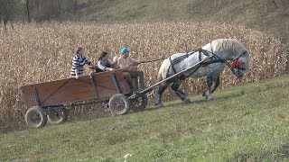 Armasarii lui Stelica de la Jichisu de Jos Senzational [upl. by Yretsym158]