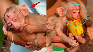 Baby Monkey Abandoned By Mother Monkey Almost Starved To Death Lucky To Be Saved And Fed By A Man [upl. by Atalya]