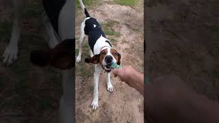 Treeing Walker Coonhound Jax playing and chasing a rope toy [upl. by Gere286]