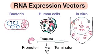 Expression Vectors RNA  Design Applications and Examples In vitro Transcription [upl. by Devan60]