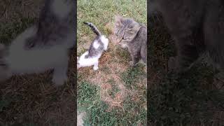 kitten diary youtubeshorts kitten cat cute love family youtube shorts shortsvideo [upl. by Emeric]