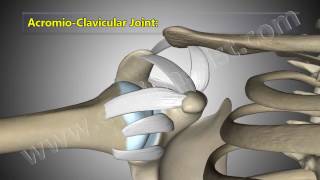 Shoulder Joint Anatomy Explained Glenohumeral AcromioClavicular Joints [upl. by Nwahsyar]