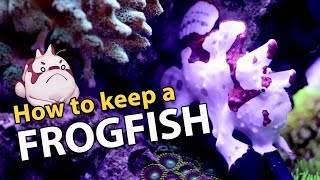 FROGFISH 101 The Frogfish Files info heavy [upl. by Rossi]