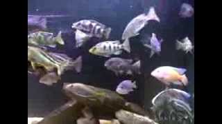 Tonys 180 Malawi Cichlids Feeding CCA Oct 2010 [upl. by Ardeahp]