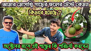 মৌসাম্বি গাছে প্রথম বছর ফল  সাদ কেমন  ফল ধরে রাখার কিছু টিপস [upl. by Dorison]