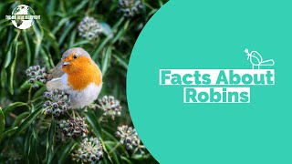 Facts About Robins [upl. by Ahgiel]