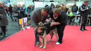 Osteuropäischer Schäferhund Hundeausstellung Hannover 2015 [upl. by Desma824]