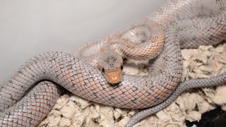 5 Fun Facts About Baird’s Rat Snake [upl. by Trilbie]