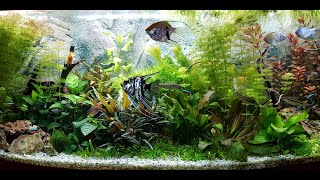 450 Liter Aquarium  Juwel Vision [upl. by Nahtanha475]